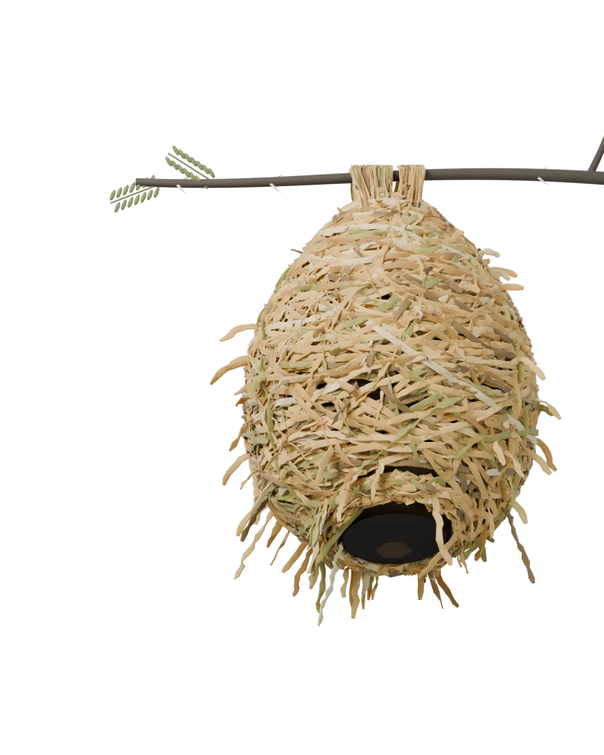A weaver bird's nest, woven from strips of grass, hanging from an acacia twig, with a weaver flying in to land at the entrance